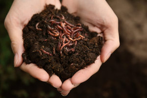 Vermicompost Biologique - Engrais Naturel - Nutrition des Plantes - Agriculture Durable - Product Image 3