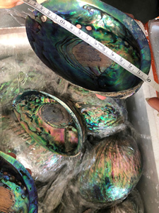 Coquille d'ormeau verte polie en gros, coquille de paua naturelle pour l'artisanat personnalisé, iris bleu, cadeaux artisanaux, décoration intérieure - Product Image 4