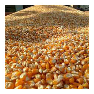 Maïs jaune OGM en gros du fabricant élevé Meilleur prix des matériaux - Product Image 1