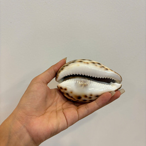 100% biển tự nhiên đẹp vỏ, đẹp cho món quà, trang trí & bộ sưu tập. - Product Image 6