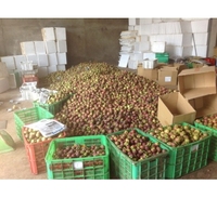 Vietnam Premium Verse Mangosteen Tropisch Superfruit Groothandel Export Aanbod