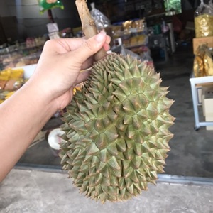 Calidad Premium Khey Taladthai Grade Monthong Durian 0,5 kg Recién cosechado Empaquetado para una frescura óptima Bursting Rich Durian - Product Image 1