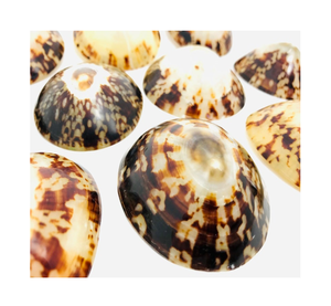 Conchas de lactancia de concha de bebé, concha marina de Lapa para concha de lactancia, conchas de Lapa pulidas - Product Image 1