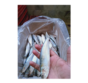 ปลาซาร์ดีนแช่แข็งในกระป๋องราคาไม่แพงเหมาะสำหรับผู้ค้าปลีกขายส่งและผู้ซื้ออาหารต่างประเทศ - Product Image 1
