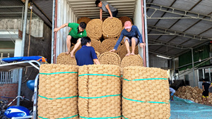 Precio Directo de Fábrica - Estera de Fibra de Coco de Vietnam Procesada para Exportación con Calidad Estable y Manejo Eficiente a Granel - Product Image 4