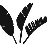 Feuille de bananier fraîchement achetée pour assurer une feuille de bananier de bonne qualité pour cuisiner, envelopper ou servir les aliments