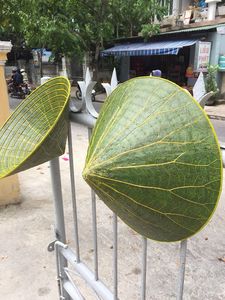 หมวกทรงกรวยใบบัวสำหรับกันแดดประจำวันและงานอีเว้นท์ / หมวกเวียดนามแบบดั้งเดิม รับผลิตตามสั่ง สีตามสั่ง - Product Image 6