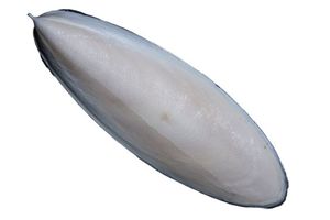 ส่งออกปลาหมึกแคปซูลและปลาหมึกเปลือกหอยแห้งภายใต้แสงแดดธรรมชาติที่มีคุณภาพดี - Product Image 3