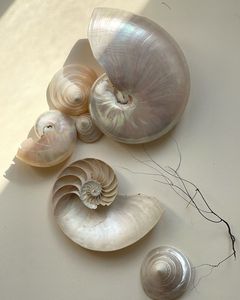 Spirale océan coquille naturel décoratif artisanat matériel fait à la main ornement intérieur approvisionnement Vietnam - Product Image 5