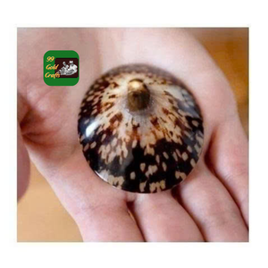 Conchas Limpet de tamaño pequeño para joyería, decoración artesanal y proyectos de bricolaje, diseño inspirado en el océano - Product Image 3