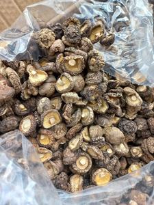 Champignon Shiitake séché de haute qualité du Vietnam avec le prix le moins cher - Product Image 5