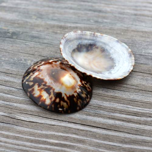 Les coquillages Limpet sont une coquille magnifique populaire pour l'allaitement - Product Image 5