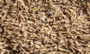 Avena de Primera Calidad, Granos de Avena Frescos al por Mayor, Hojuelas Grandes, Avena Descascarillada Seca de Alta Calidad, Sin Gluten, Crujiente - Product Image 6