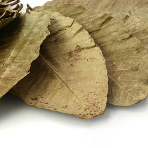 Hoja de guayaba seca de calidad superior, hojas de guayaba naturales baratas para exportación a granel - Product Image 3