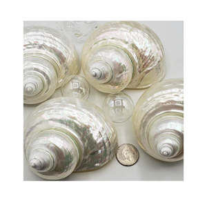 ค้นพบความงามที่ซับซ้อนของเปลือกหอยเทอร์โบเบอร์เนสส์เวียดนาม: อัญมณีคุณภาพสูงจากทะเล - Product Image 1