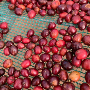 Grains de café vert Arabica vietnamiens de qualité supérieure, triés sur le volet, biologiques, d'origine unique, séchés au soleil avec un arôme riche et une saveur audacieuse. - Product Image 6