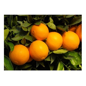 ส้มเนวัลสดคุณภาพสูง มีจำหน่ายในราคาประหยัด - Product Image 6