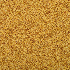 Épices de moutarde jaune de qualité supérieure de haute qualité AD graines de moutarde entières séchées crues vente directe d'usine acheter des graines de moutarde - Product Image 6
