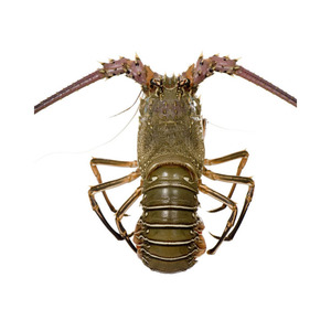 Carne de langosta congelada, marisco procesado de primera calidad para suministro minorista - Product Image 1