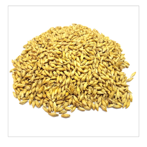 Vente chaude extrait de malt de bière graines et poudre prix du pain orge sec malt léger pour extraire la poudre approvisionnement en vrac origine indienne - Product Image 2