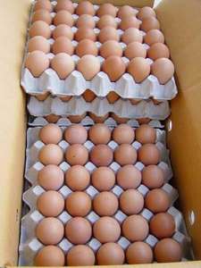 Huevos Fértiles de Gallina Orgánica Marrón 100% de Alta Calidad al por Mayor, Mejor Material Alimenticio, Precio Económico, Origen Brasil, 12 Días de Vida Útil - Product Image 4