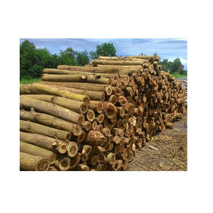 Troncos de Pino Rojo Europeo al por Mayor, Origen para Construcción de Alta Gama y Aplicaciones Arquitectónicas, Suministro Global Disponible - Product Image 1