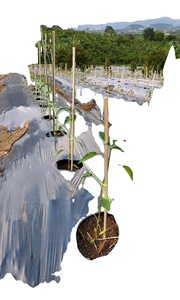 CENPLAS - Rollo de Película de Plástico Extruido de PE Personalizado para Cobertura Agrícola, Directo de Fábrica OEM en Vietnam - Product Image 6