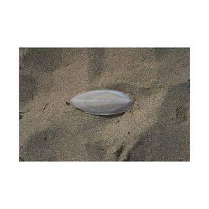 Os de seiche congelés pour les taux d'entretien du bec offerts - Product Image 2