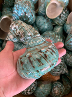 Coquille de Turbo verte, soigneusement nettoyée, pour la décoration de la maison et des magasins