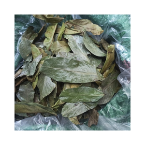 ชาสมุนไพรใบกริโอลาแห้งสำหรับดื่มทุกวันรองรับการนอนหลับลึกระบายความร้อนของร่างกายและการทำงานของระบบภูมิคุ้มกัน - Product Image 3