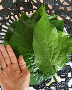 HARGA PABRIK DAUN PELANGI GROSIR