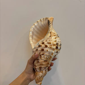 Trompeta de concha blanca única hermosa Charonia 100% Sea Natural Queen Conch para decoración y colección de regalos - Product Image 2