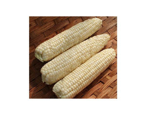 Meilleur fournisseur de maïs blanc/Fournisseurs de maïs biologique/Maïs jaune pour la consommation humaine et animale - Product Image 3