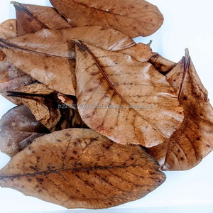 Hojas de Almendro Indio Silvestre (Terminilia Catappa) de Atlantic Beach, 32 Hojas, Grado Alimenticio, para Té - Product Image 6