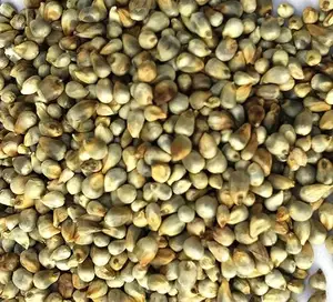 Mangeoire à oiseaux naturelle Pearl Millet (Bajra), Kambu, nourriture pour oiseaux pour toutes les étapes de la vie fabricant de l'inde vente entière exportateur