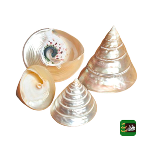 Wholesale Hermit <b>Crab</b> Clam Pearl Trochus Cone <b>Shell</b> Polished Turbo Seashell for Craft Ocean Beach Decor Wedding Ornament - Product Image 1