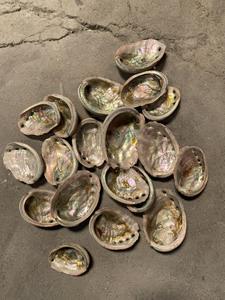 วัสดุเปลือกหอยเป๋าฮื้อธรรมชาติ: เปลือกหอยเป๋าฮื้อสำหรับตกแต่งบ้านและกิจกรรมที่สวยงามสไตล์ง่ายทันสมัยเหมาะสำหรับทุกโอกาส - Product Image 6