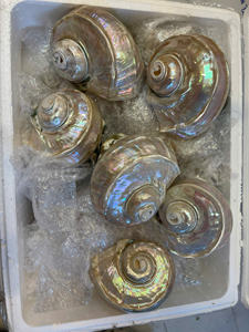 Seashell Vietnam Ocean Material For Bulk <b>Supply</b> Ideal For Decor Packaging Craft Designs And Souvenir Products - Product Image 3