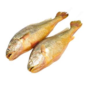 Poisson croaker de qualité supérieure, frais et surgelé IQF, entier ou en filets, fruits de mer riches en protéines pour la cuisson, la grillade et la cuisson à la vapeur - Product Image 5