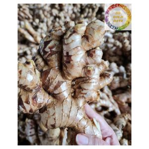 Gingembre frais du Vietnam, gingembre naturel de haute qualité pour l'exportation, nouvelle récolte, propre et à l'arôme piquant, racine de gingembre - Product Image 3