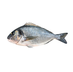 Best Price Fresh & Frozen Sea Bream <b>Fish</b> for sale - Product Image 2