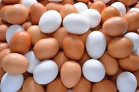 Oeufs de poulet de table bruns de qualité supérieure bon marché