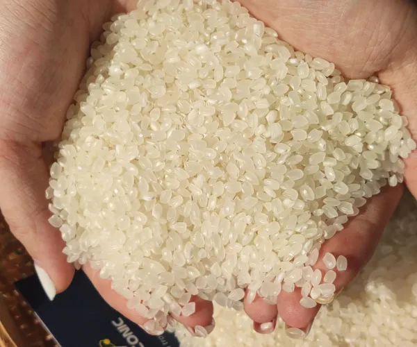 Vente en gros de riz à sushi japonais de haute qualité Japonica Riz rond 5% cassé du Vietnam exporté vers l'UE/Australie/Afrique/EAU