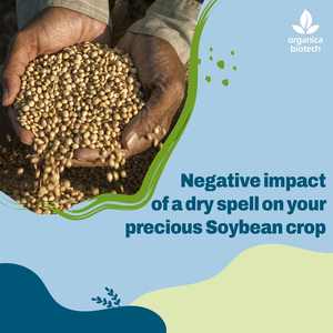 Rehausseur de fertilité du sol pour le soja - Product Image 2