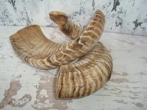 Longue corne de bélier écologique avec forme unique faite à la main et idéale pour les pièces d'art montage mural ou les conceptions inspirées de la nature - Product Image 6