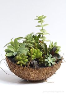 Viet fargimex หม้อกะลามะพร้าวนำความงามตามธรรมชาติมาสู่พื้นที่อยู่อาศัยของคุณ - Product Image 5