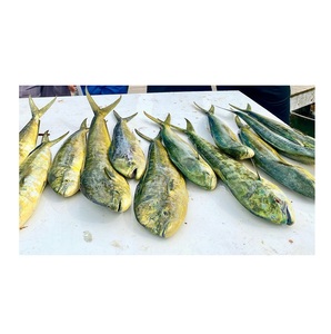 Frozen Whole Mahi-Mahi <b>fish</b> Size 1000gr Up High Quality Best Wholesale Price In Belgium. - Product Image 5