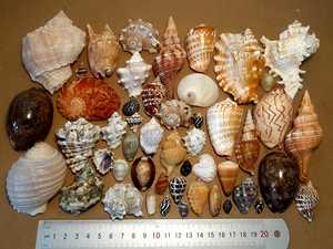 เปลือกหอยตกแต่งในปริมาณมากในราคาที่ดีที่สุดจากซัพพลายเออร์เวียดนามเหมาะสำหรับตกแต่งบ้าน - Product Image 5