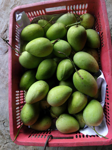 Aperitivo masticable dulce natural de Vietnam con Mango Seco suave de frutas tropicales perfecto para exportación minorista y canales mayoristas - Product Image 6