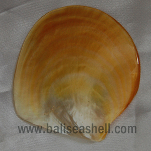 Seashell vàng tự nhiên mẹ ngọc trai đánh bóng đồ trang sức lớn vỏ với ngọc trai môi đánh bóng mẹ ngọc trai nguyên - Product Image 2